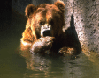 Bear Photo